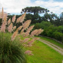 Another Araucaria